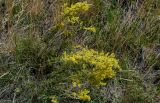 Galium verum. Цветущие растения. Оренбургская обл., Гайский гор. округ, Губерлинские горы, степной склон. 03.07.2023.