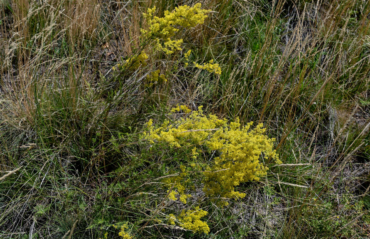 Изображение особи Galium verum.