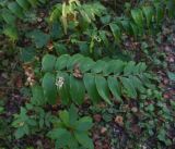 Polygonatum multiflorum. Верхушка плодоносящего растения. Калужская обл., Ульяновский р-н, окр. дороги от дер. Ягодное до руч. Дубенка, смешанный лес. 29 августа 2024 г.