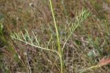 Scabiosa ochroleuca. Часть стебля, узел и листья срединной формации. Ульяновская обл., Мелекесский р-н, окр. с. Куликовка, остепнённый луг с участками засоления. 08.07.2023.