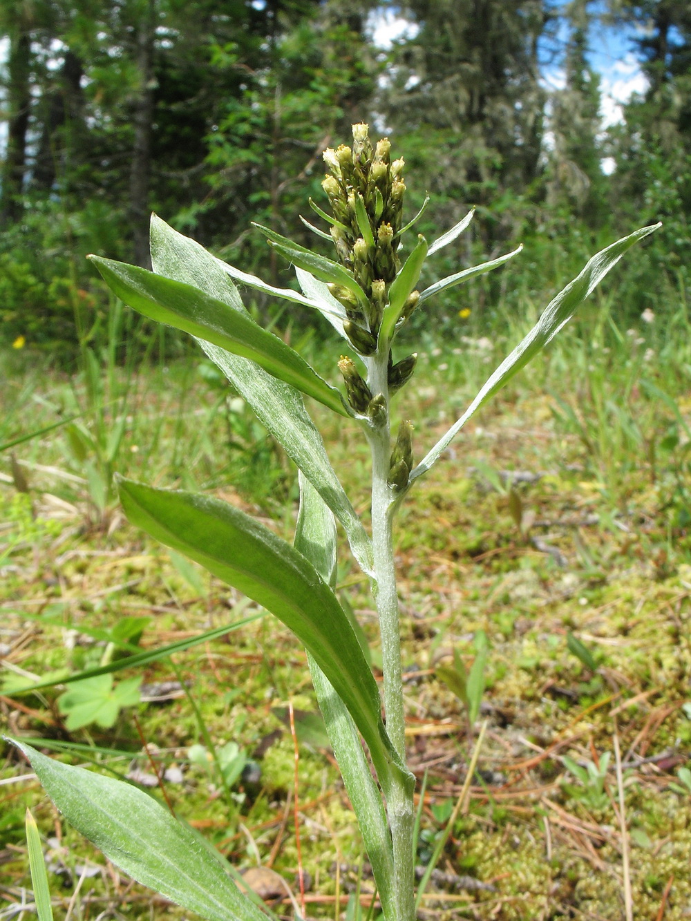 Изображение особи Omalotheca sylvatica.