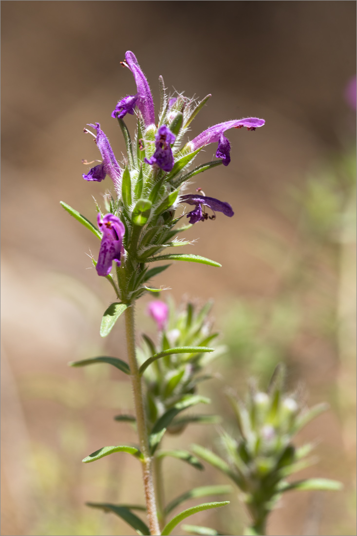 Image of familia Lamiaceae specimen.