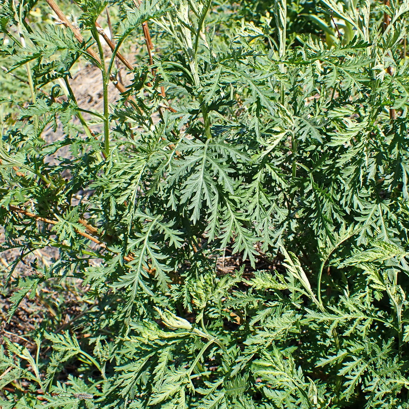 Image of Artemisia gmelinii specimen.