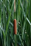 Typha angustifolia. Женское и нижняя часть мужского соцветий. Китай, провинция Шэньси, г. Сиань, пруд в парке. 11.06.2024.