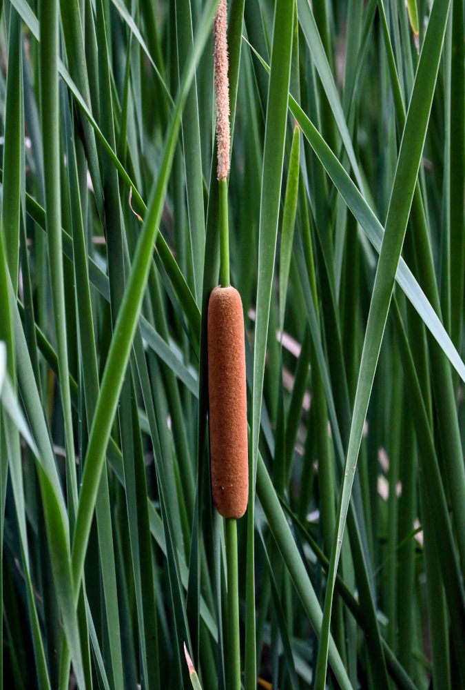 Изображение особи Typha angustifolia.