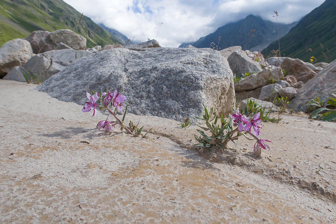 Изображение особи Chamaenerion colchicum.