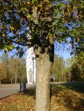 Acer pseudoplatanus. Ствол и нижняя часть кроны. Беларусь, г. Гродно, Ленинский р-н, Коложский парк, в культуре. 20.10.2024.