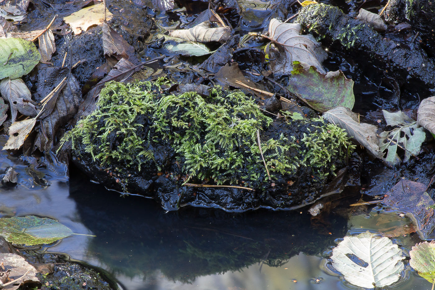 Image of familia Brachytheciaceae specimen.