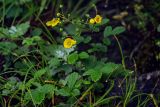 Potentilla ancistrifolia. Верхушка цветущего растения. Китай, пров. Хунань, гора Тяньмэнь, опушка смешанного леса, каменистый склон. 09.06.2024.