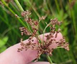 Juncus effusus