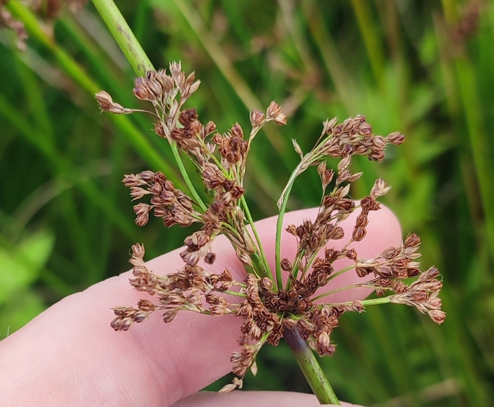 Image of Juncus effusus specimen.