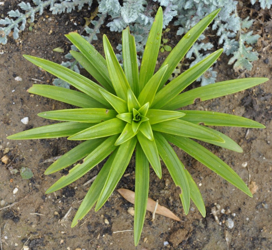 Image of Lilium longiflorum specimen.