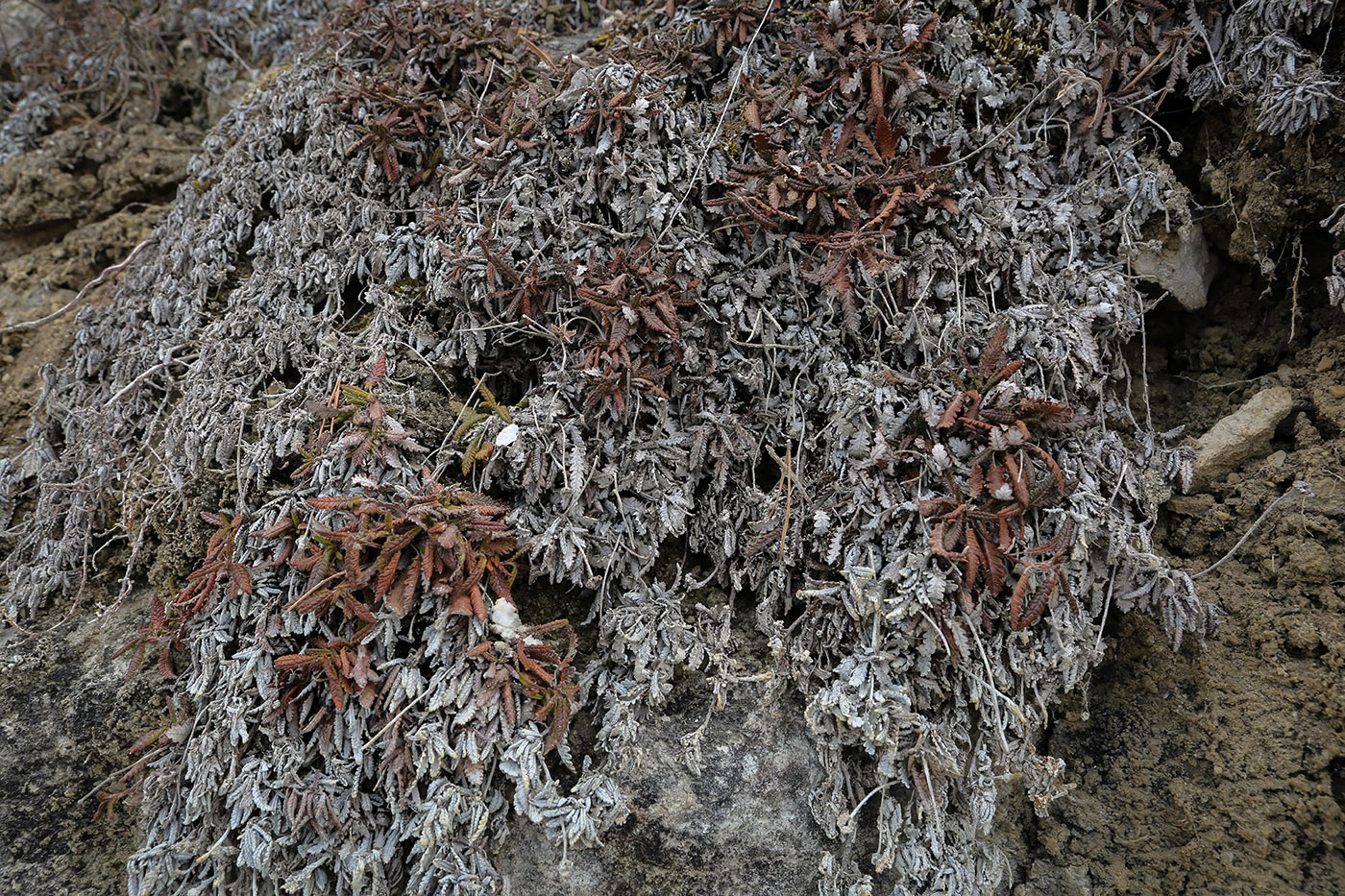 Image of Dryas punctata specimen.