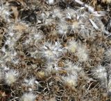 View full-size image Atractylis cancellata