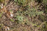 View full-size image Astragalus dolichophyllus