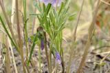 Смотреть изображение Viola dissecta