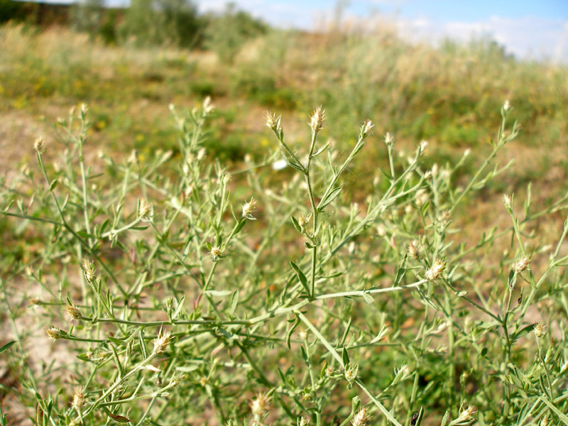 Image of Centaurea diffusa specimen.