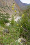 View full-size image genus Medicago