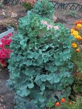 View full-size image Brassica oleracea variety viridis