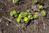 View full-size image Trollius ranunculinus