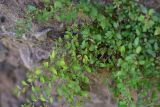 View full-size image genus Parietaria