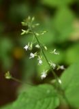 View full-size image Circaea × intermedia