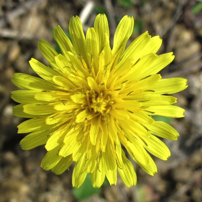 Image of genus Taraxacum specimen.