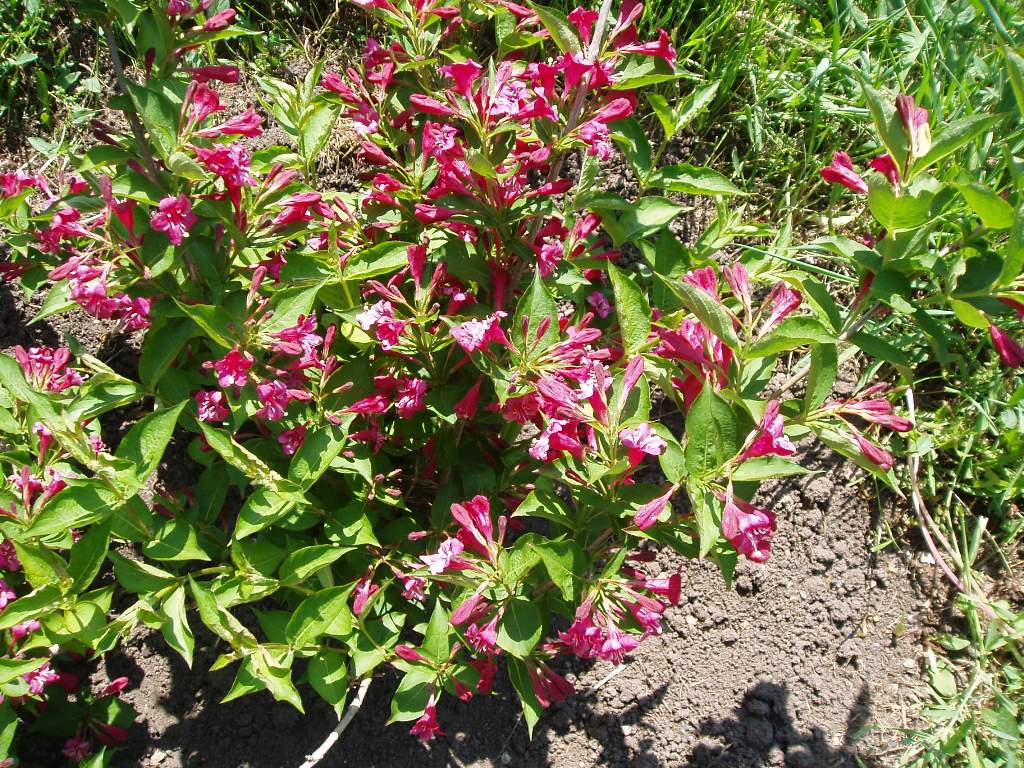 Изображение особи род Weigela.