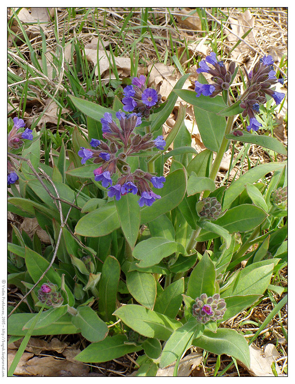 Image of Pulmonaria mollis specimen.