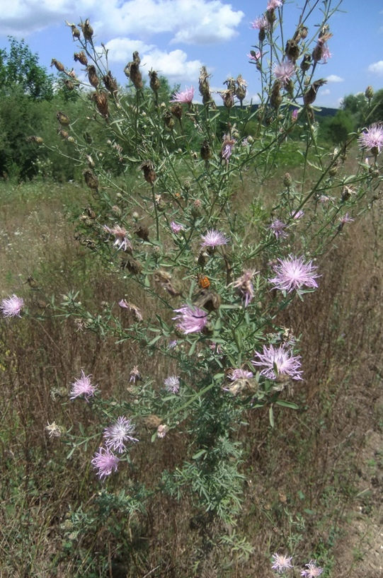 Изображение особи Centaurea stoebe.