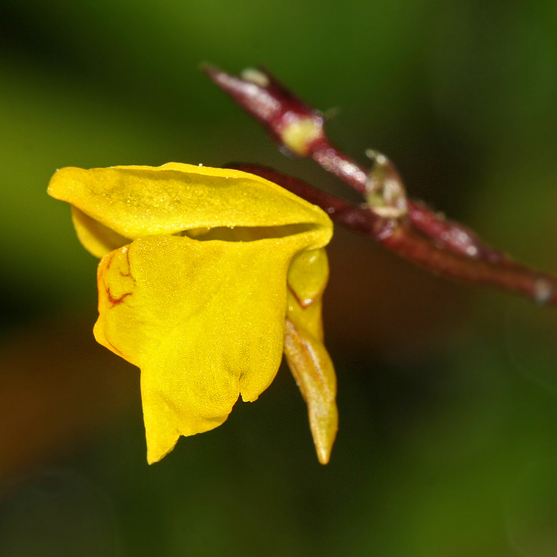 Image of Utricularia &times; neglecta specimen.