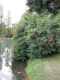 Campsis radicans