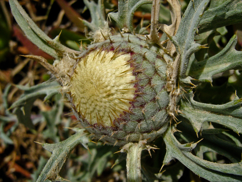 Image of Atractylis carduus specimen.