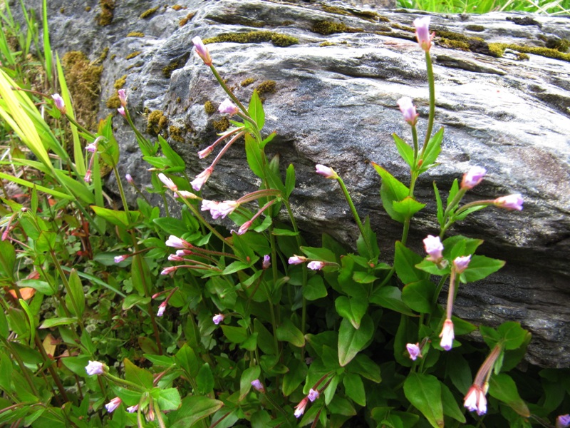 Image of Epilobium hornemannii specimen.