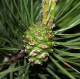 Pinus sylvestris. Молодая женская шишка. Московская обл., Раменский р-н, окрестности д. Хрипань, смешанный лес. 23.05.2007.