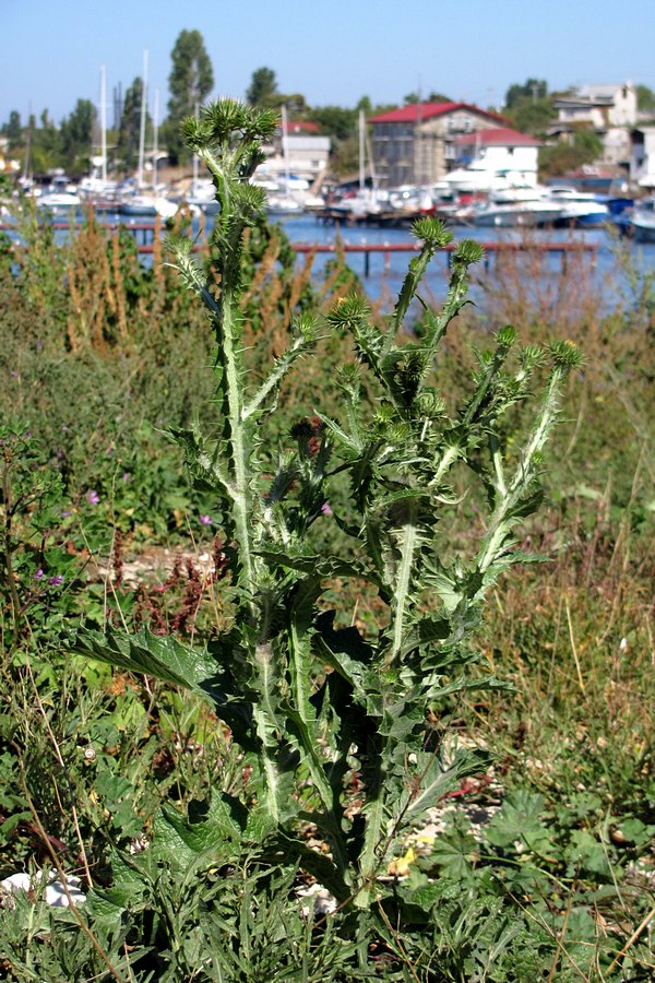 Image of Onopordum tauricum specimen.