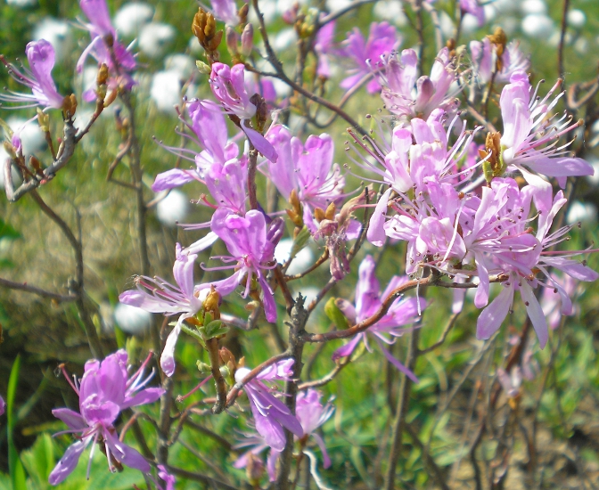 Изображение особи Rhododendron canadense.