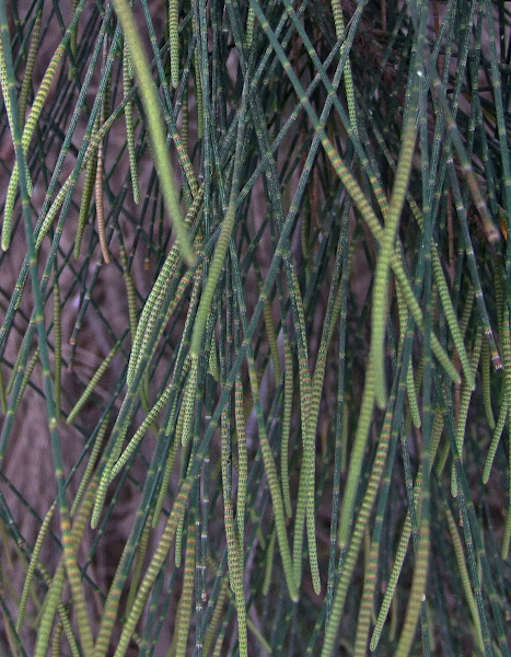 Image of Casuarina equisetifolia specimen.