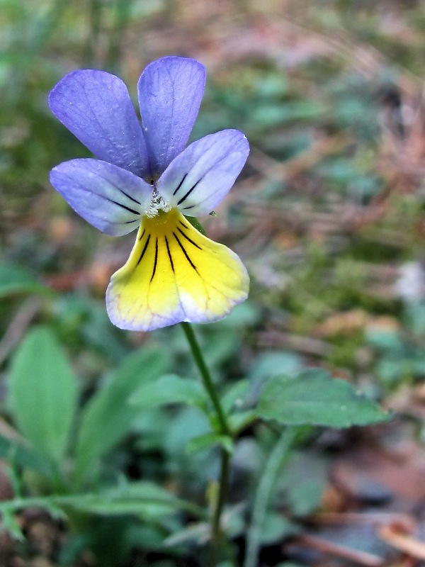 Изображение особи Viola tricolor.