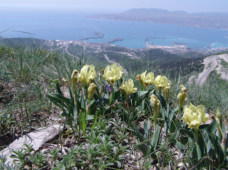 Image of Iris pumila specimen.