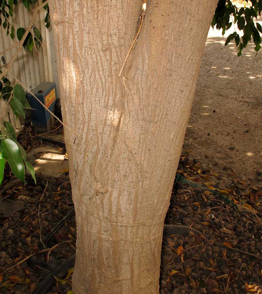 Image of Ficus benjamina specimen.