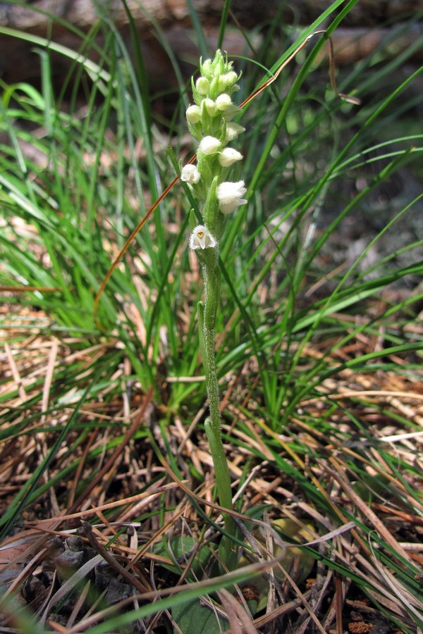 Image of Goodyera repens specimen.