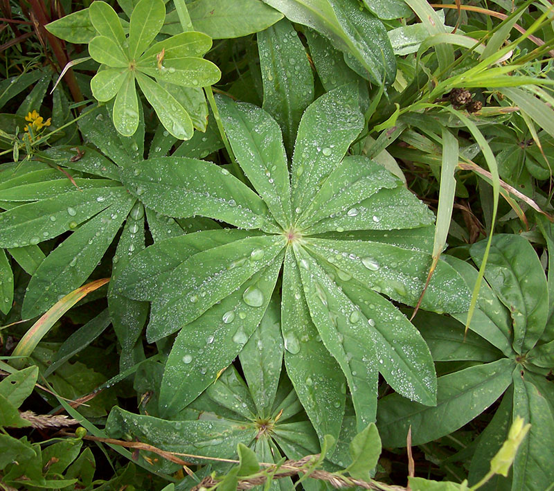 Изображение особи Lupinus polyphyllus.