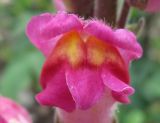 genus Antirrhinum. Цветок. Владивосток, Ботанический сад-институт ДВО РАН. 16 июня 2012 г.