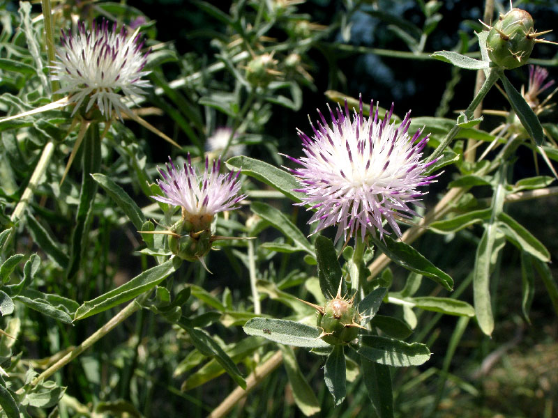 Image of Centaurea iberica specimen.