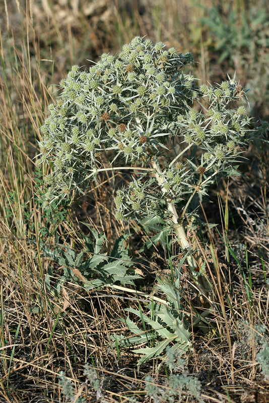 Изображение особи Eryngium campestre.