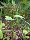 Maianthemum bifolium