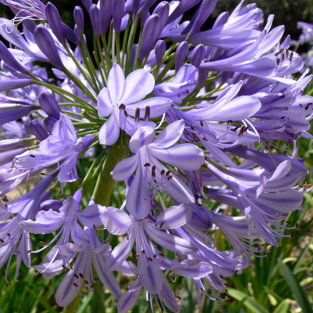 Изображение особи Agapanthus africanus.