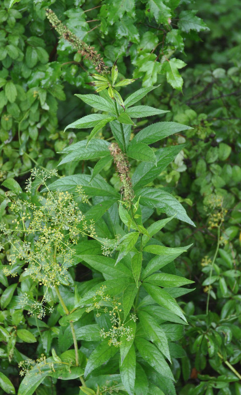 Изображение особи Veronicastrum sibiricum.