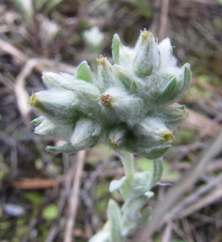 Image of Filago arvensis specimen.